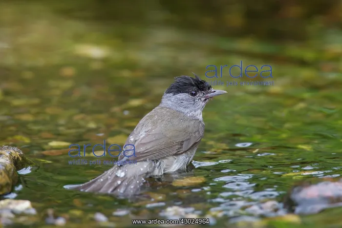 : Blackcap male water Blackcap adult male bathing Germany : Blackcap male water Blackcap adult male bathing Germany