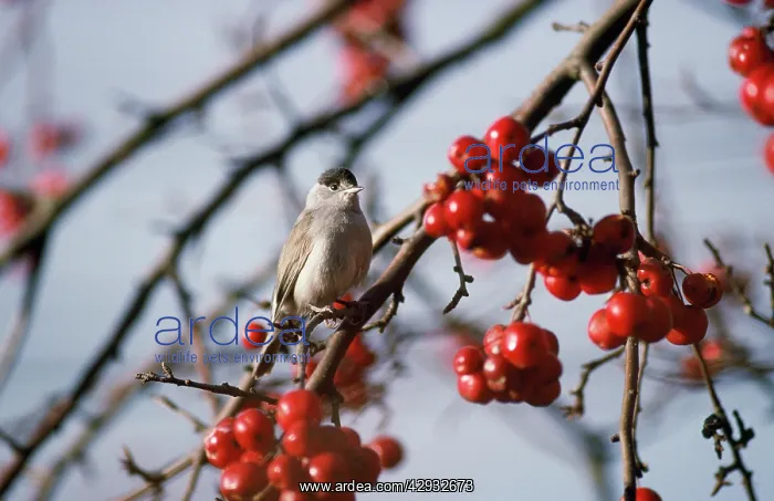: BLACKCAP - male in winter : BLACKCAP - male in winter