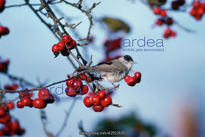 : BLACKCAP - Male, in winter : BLACKCAP - Male, in winter