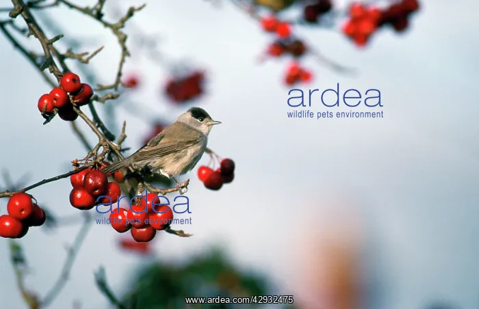  : BLACKCAP - male in winter, perched in berried bush