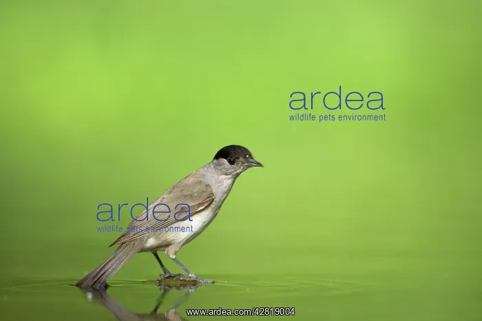 : Blackcap - Male at woodland drinking pool : Blackcap - Male at woodland drinking pool