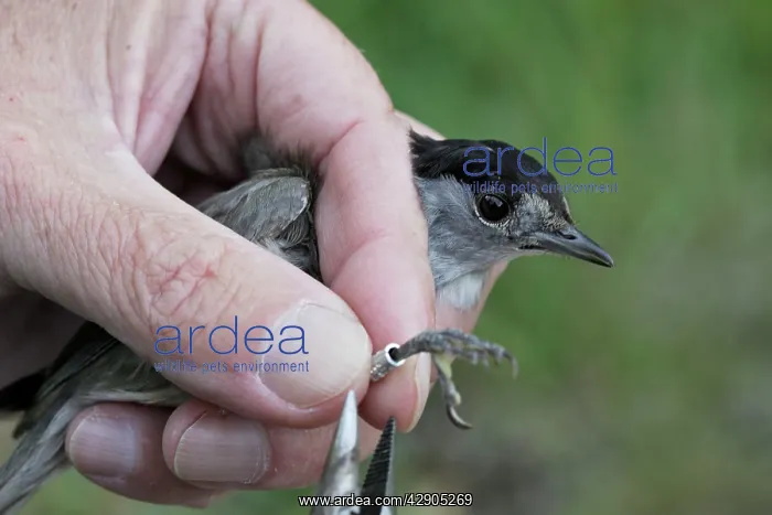: Blackcap - being ringed : Blackcap - being ringed