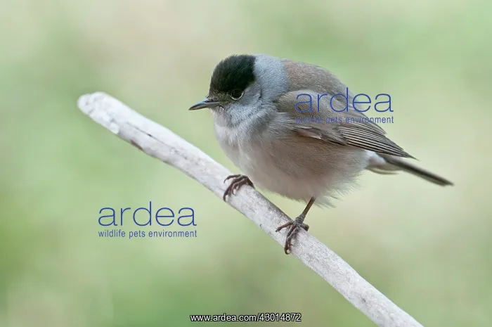 : Blackcap swollen male : Blackcap swollen male
