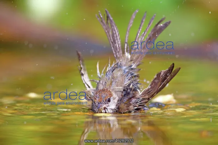 : Blackcap (Sylvia atricapilla), Female bathes in : Blackcap (Sylvia atricapilla), Female bathes in