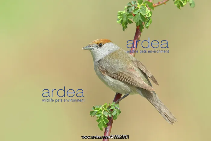 : Blackcap (Sylvia atricapilla), female, sitting on : Blackcap (Sylvia atricapilla), female, sitting on