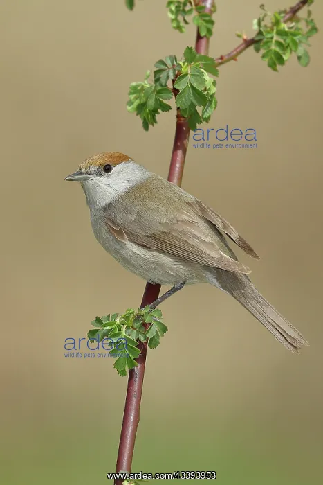 : Blackcap (Sylvia atricapilla), female, sitting o : Blackcap (Sylvia atricapilla), female, sitting o