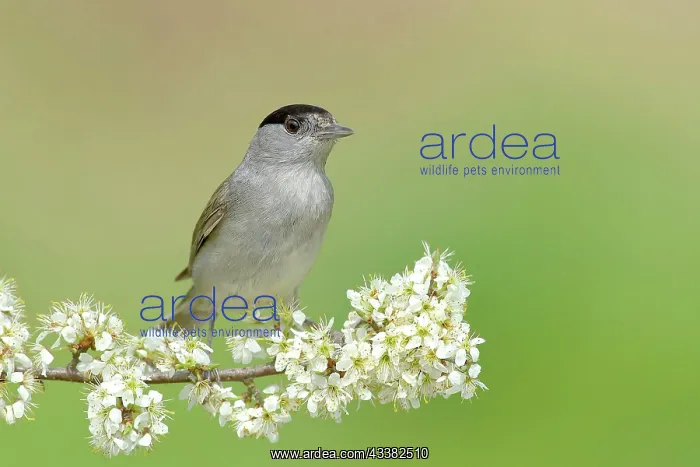 : Blackcap (Sylvia atricapilla), male, sitting on : Blackcap (Sylvia atricapilla), male, sitting on