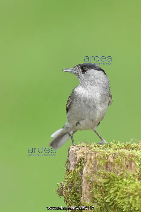 : Blackcap (Sylvia atricapilla), male, sitting on : Blackcap (Sylvia atricapilla), male, sitting on