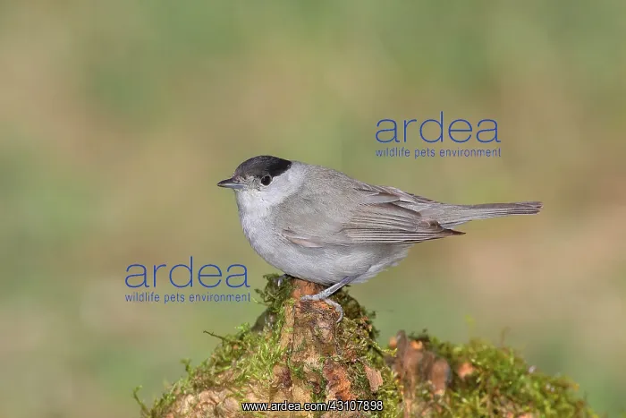 : Blackcap (Sylvia atricapilla), sitting on a tree : Blackcap (Sylvia atricapilla), sitting on a tree