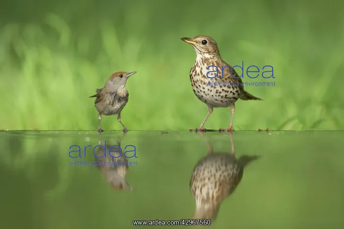 : Blackcap threatning Song Thrush (Turdus philomelos) : Blackcap threatning Song Thrush (Turdus philomelos)