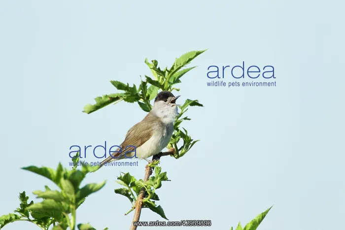 : Blackcap Warbler - Male singing : Blackcap Warbler - Male singing