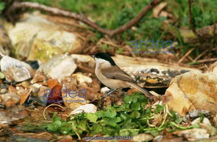 : BLACKCAP - at water : BLACKCAP - at water