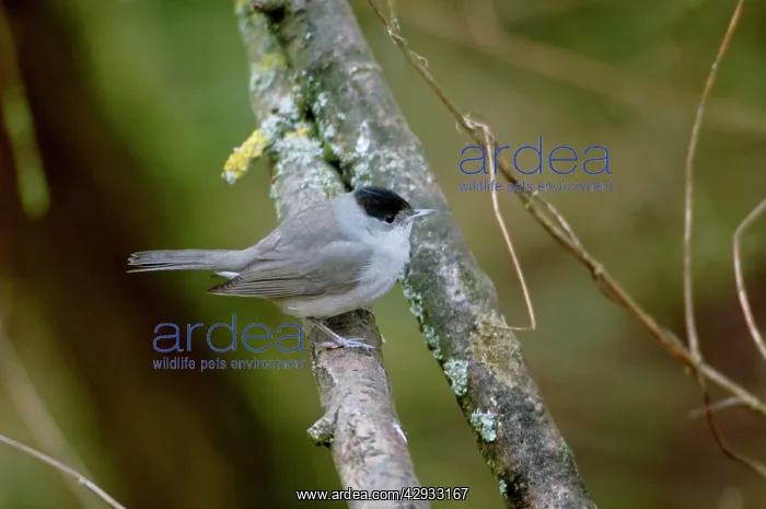  : Blackcap - Winter male, January