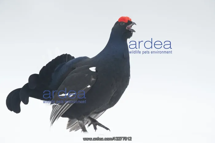 : A blackcock calls during the Black Grouse (Lyrurus : A blackcock calls during the Black Grouse (Lyrurus