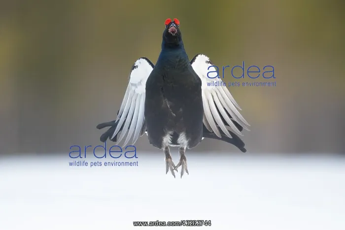 : A blackcock displays (Lyrurus tetrix) during the : A blackcock displays (Lyrurus tetrix) during the