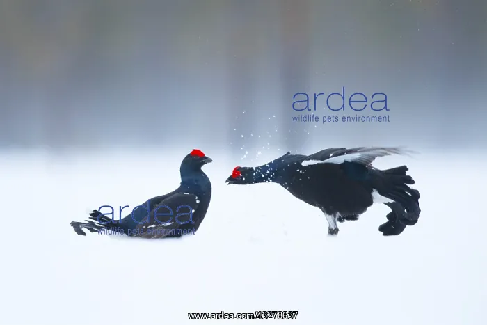 : Two Blackcocks fight during the Lek in Norway : Two Blackcocks fight during the Lek in Norway