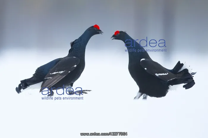 : Two Blackcocks (Lyrurus tetrix) fight during the : Two Blackcocks (Lyrurus tetrix) fight during the