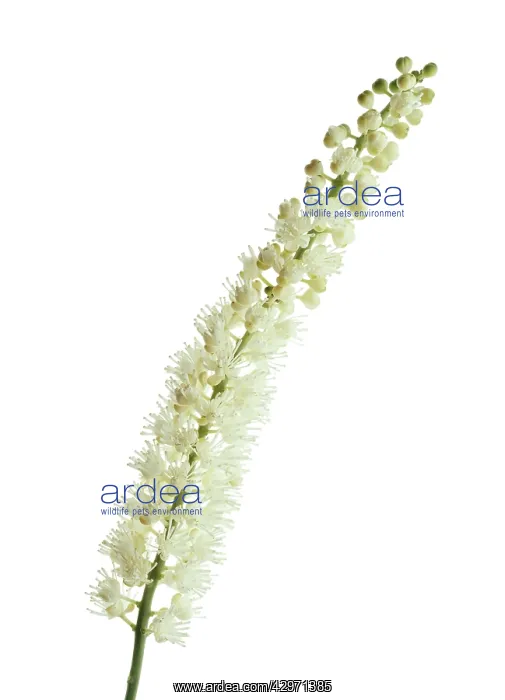 : BlackCohosh : BlackCohosh