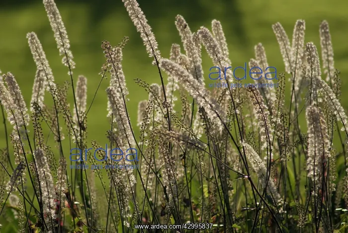 : BlackCohosh : BlackCohosh