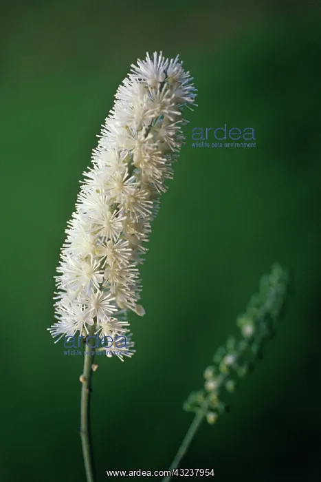 : BlackCohosh : BlackCohosh