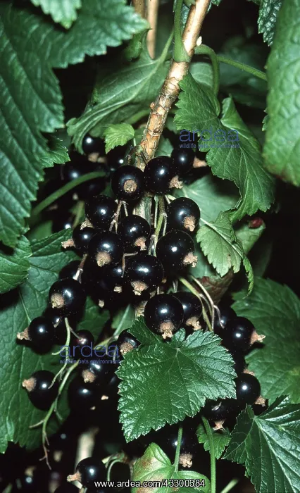 : BLACKCURRANT BUSH : BLACKCURRANT BUSH