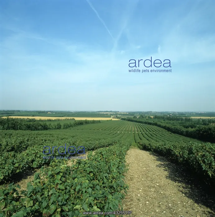 : Blackcurrant crop : Blackcurrant crop