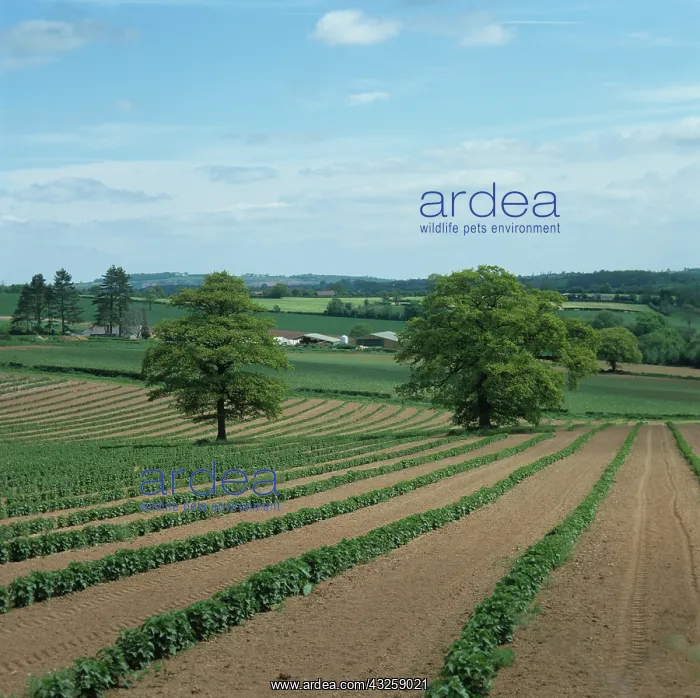 : Blackcurrant crops : Blackcurrant crops