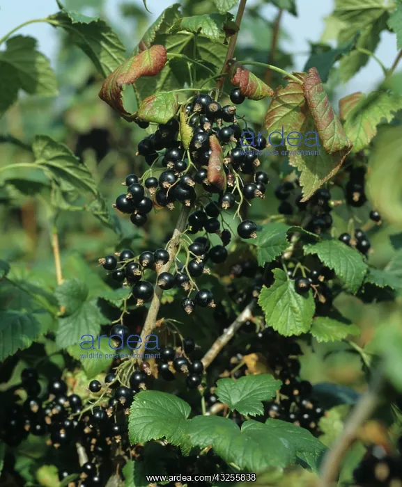 : Blackcurrant fruits on the bush : Blackcurrant fruits on the bush