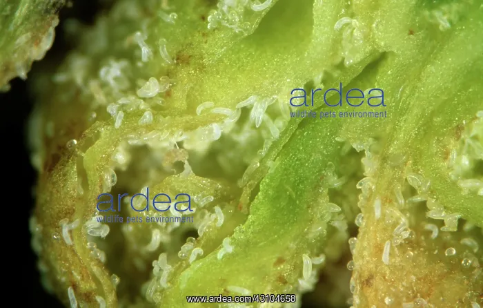 : Blackcurrant gall mites : Blackcurrant gall mites