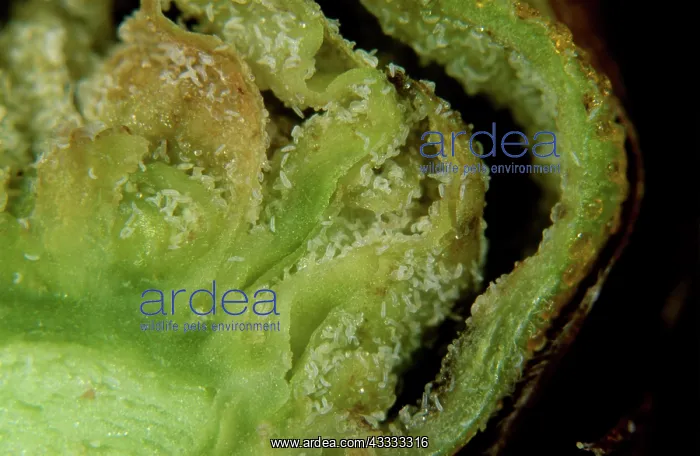 : Blackcurrant gall mites : Blackcurrant gall mites
