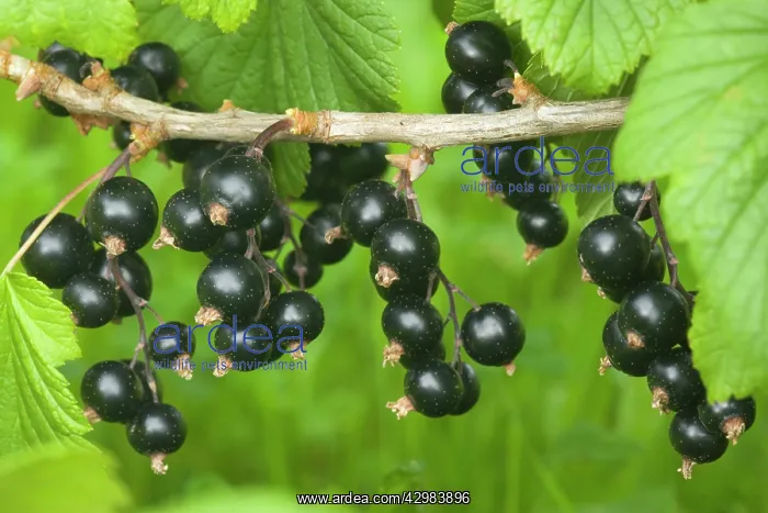  : Blackcurrant - ripe blackcurrant berries on twig