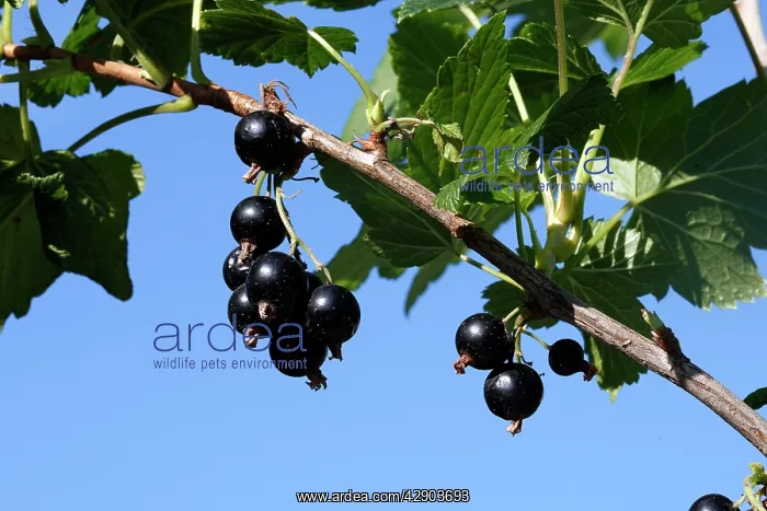 : Blackcurrants : Blackcurrants