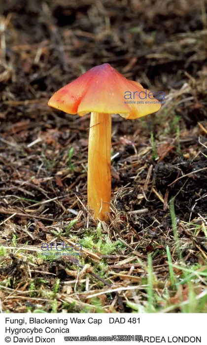 : Blackening / conical WAXCAP fungi : Blackening / conical WAXCAP fungi