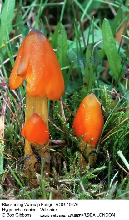 : Blackening / conical WAXCAP fungi : Blackening / conical WAXCAP fungi