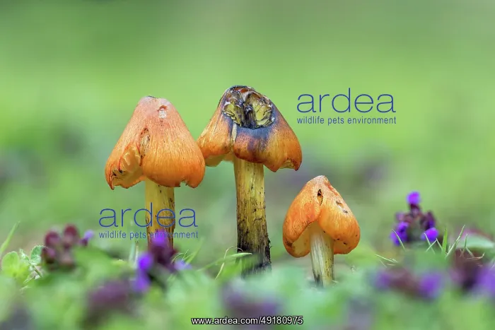  : Blackening Waxcap - Fungi - UK