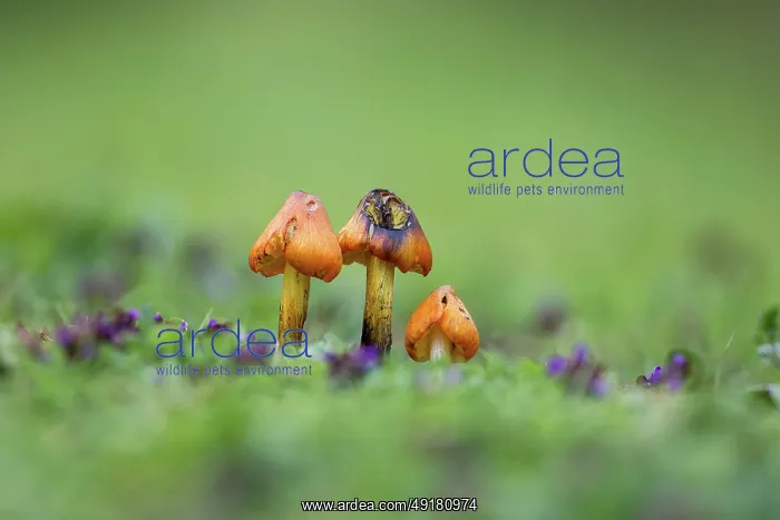  : Blackening Waxcap - UK