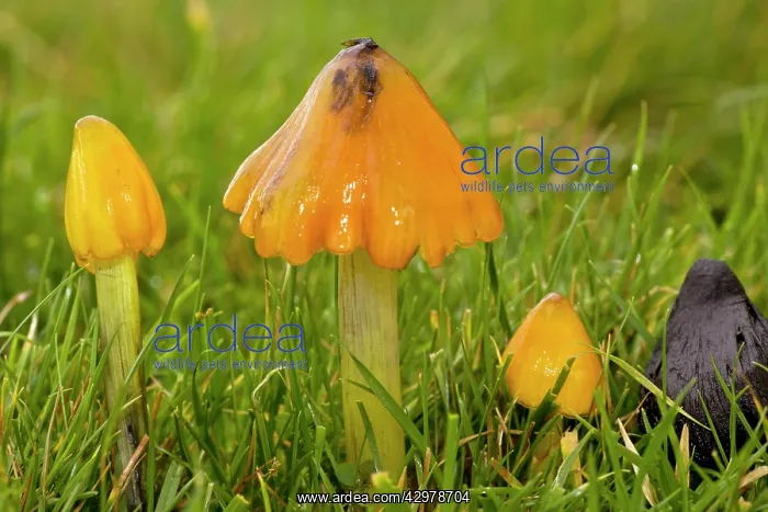 : Blackening Waxcaps - in various stages - acid grassland : Blackening Waxcaps - in various stages - acid grassland