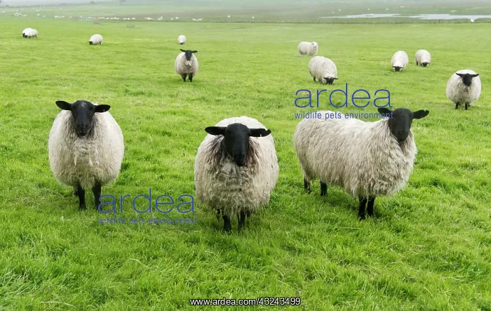  : Blackface ewe, Northumberland, England, UK