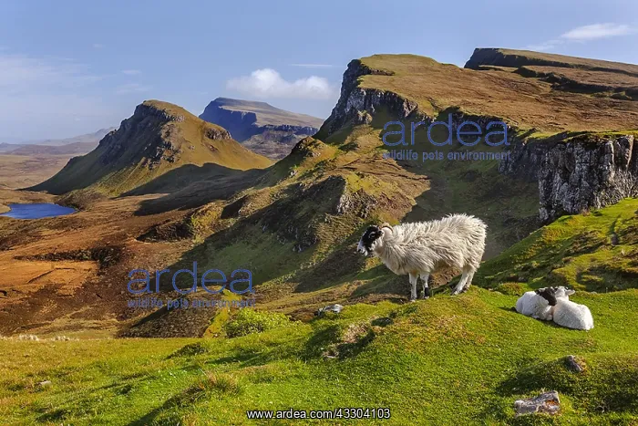 : Blackface Sheep - landscape with adult Blackface : Blackface Sheep - landscape with adult Blackface