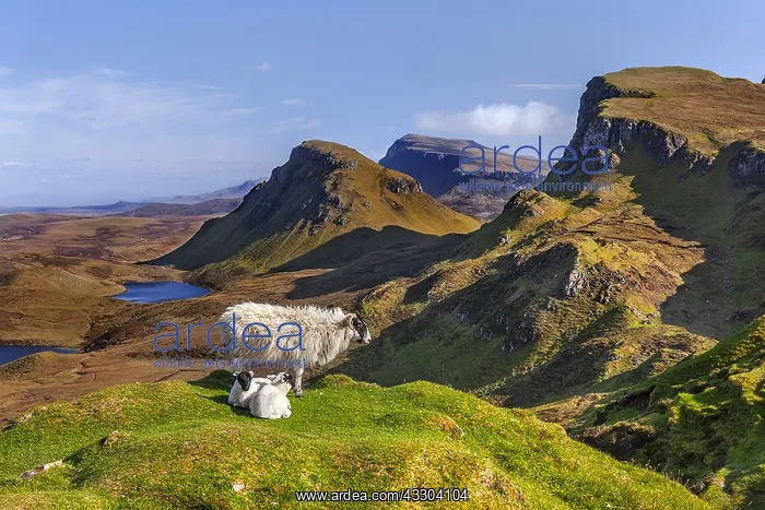 : Blackface Sheep - landscape with adult Blackface : Blackface Sheep - landscape with adult Blackface