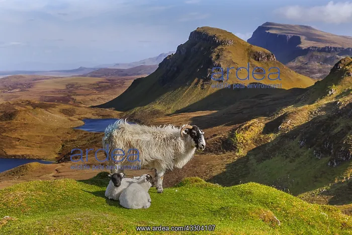 : Blackface Sheep - landscape with adult Blackface : Blackface Sheep - landscape with adult Blackface