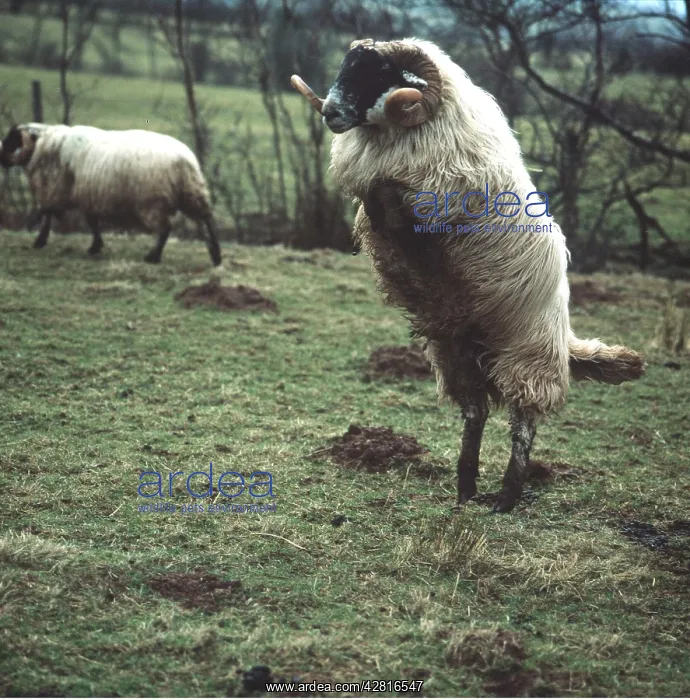 : blackface SHEEP - leaping : blackface SHEEP - leaping