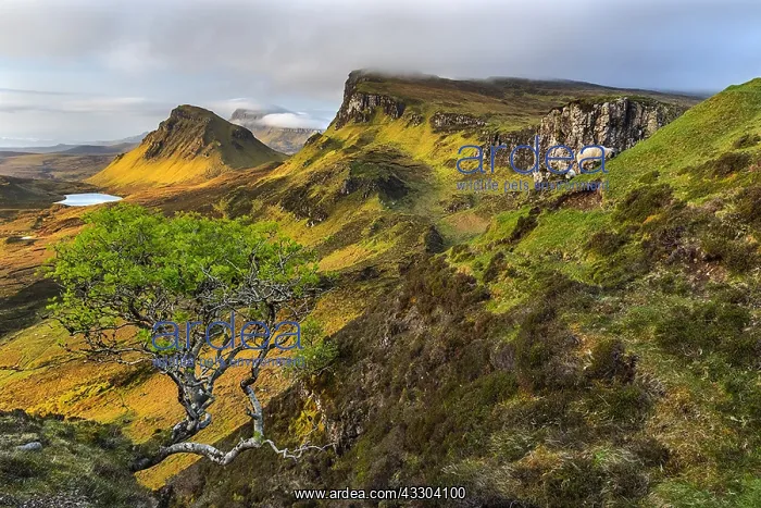 : Blackface Sheep on Quiraing - landscape with adult : Blackface Sheep on Quiraing - landscape with adult