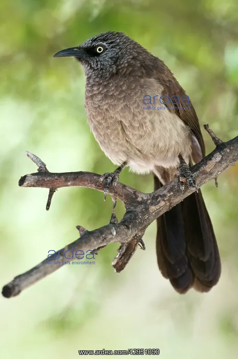 : Blackfaced Babbler - perched on branch - uncommon : Blackfaced Babbler - perched on branch - uncommon