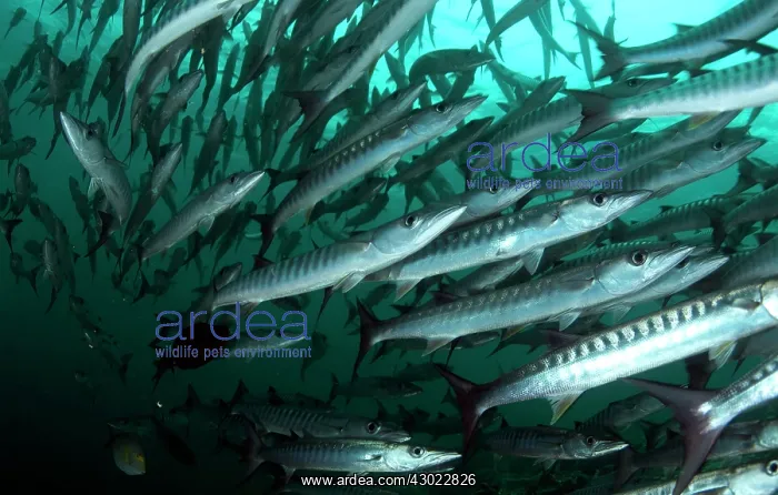  : Blackfin Barracuda school