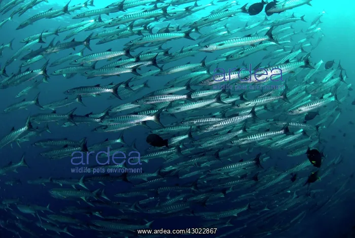  : Blackfin Barracuda School