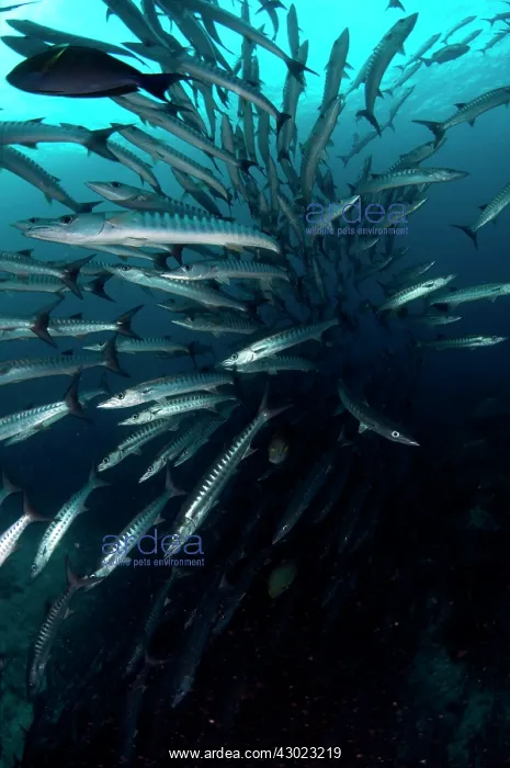  : Blackfin Barracuda school