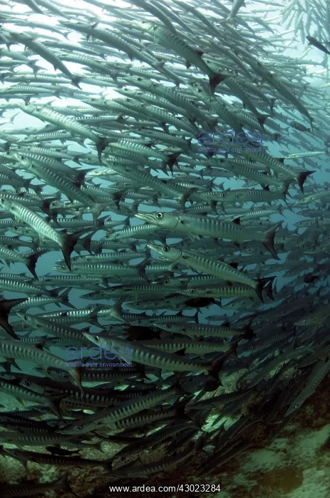  : Blackfin Barracuda school