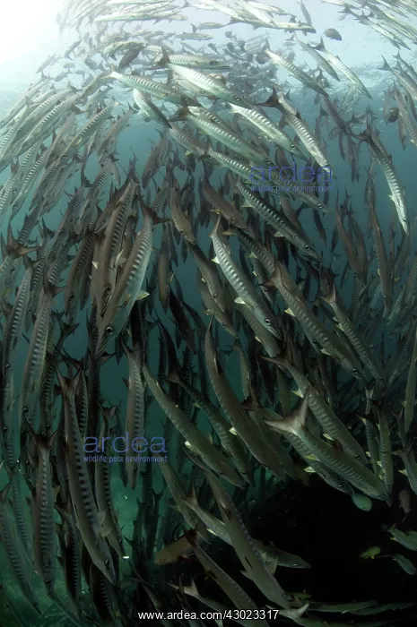  : Blackfin Barracuda school