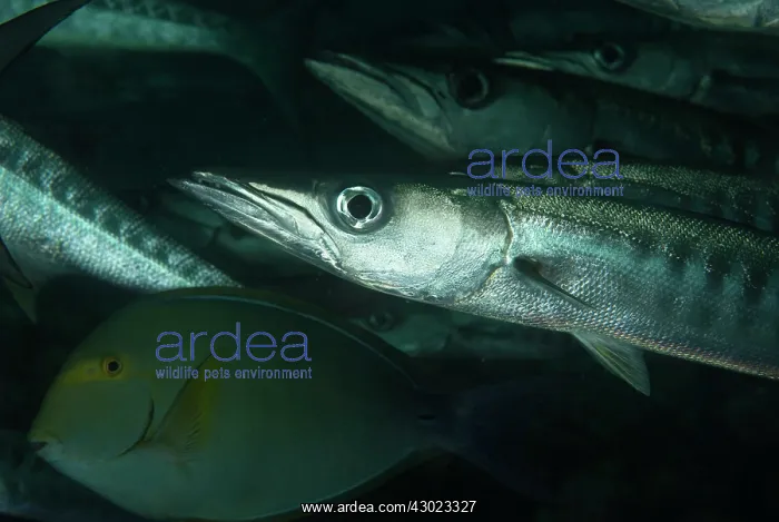  : Blackfin Barracuda school